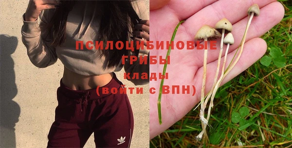 PSILOCYBIN Горнозаводск