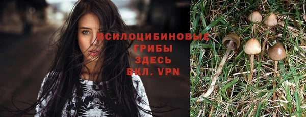 ПСИЛОЦИБИНОВЫЕ ГРИБЫ Горняк